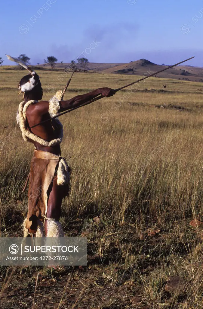 Zulu warrior  looks out across the veldt