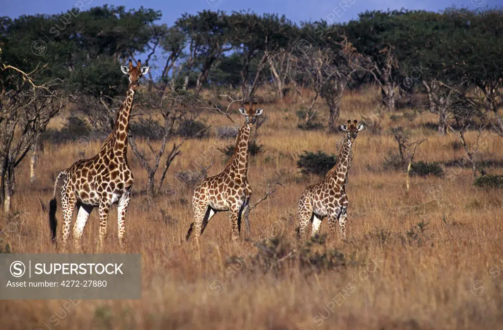 South Africa, KwaZulu Natal, Spioenkop Game Reserve. Female Giraffe (Giraffa camelopardalis) & her young.