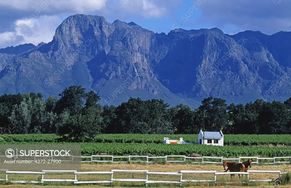 Horse paddocks amidst the vineyards in Franschoek Valley. Franschoek. Western Cape, South Africa