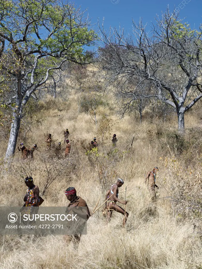 A band of NS huntergatherers on their way to check for baobab seedpods. The NS live in the harsh environment of a vast expanse of flat sand and bush scrub country straddling the Namibia Botswana border.
