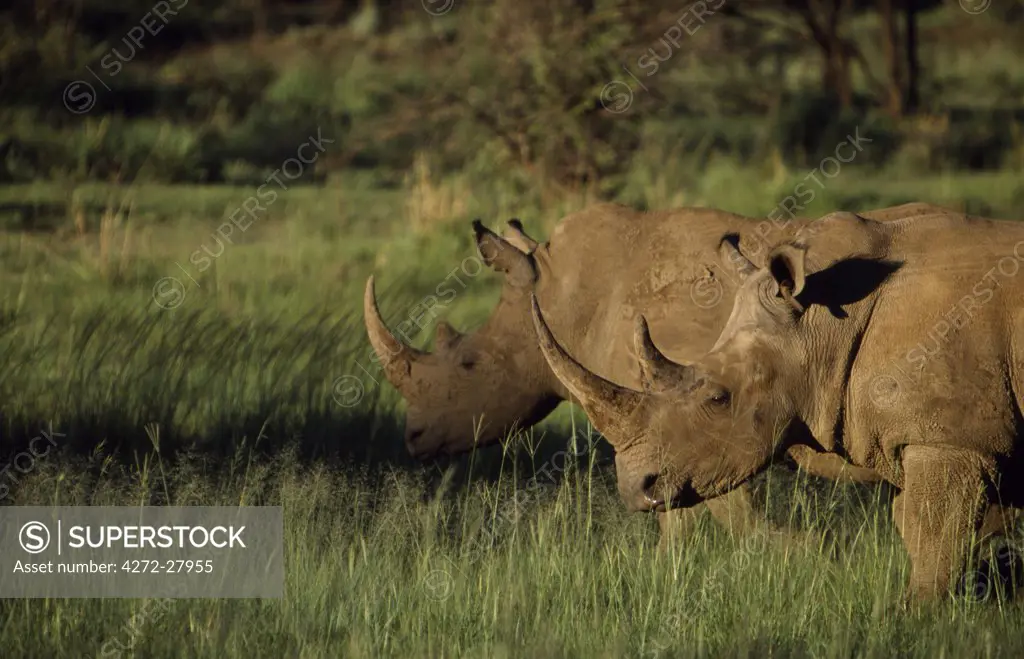 Pair of white rhinoceros
