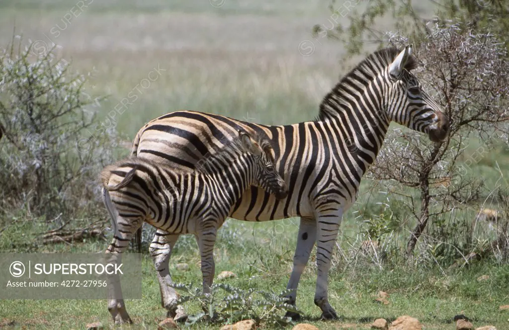 Burchell's zebra & foal on grassy plain