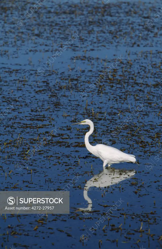 Great white egret stalking fish amongst the reeds on lake fringe