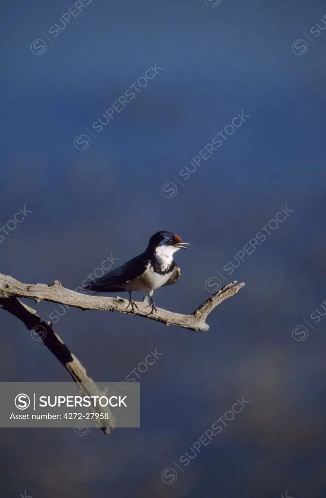 Whitethroated swallow perched on branch