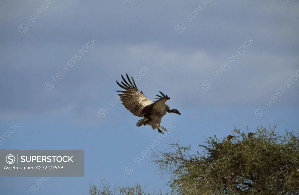 Vulture landing on tree