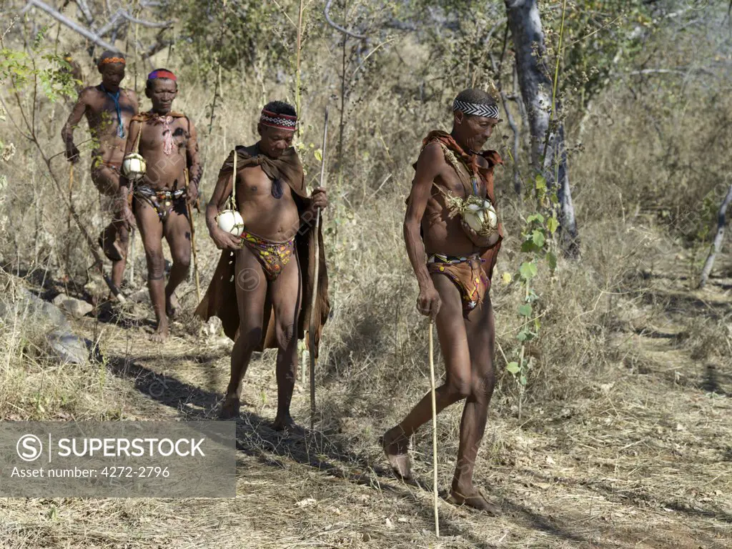 NS hunter gatherers make their way through waterless, bush country carrying their meagre water ration for the day in blown ostrich eggs. The NS live in the harsh environment of a vast expanse of flat sand and bush scrub country straddling the Namibia Botswana border.