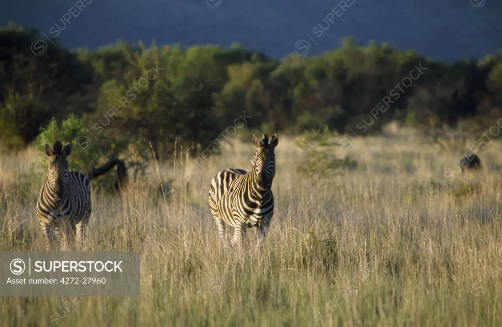 Burchell's zebra on plains