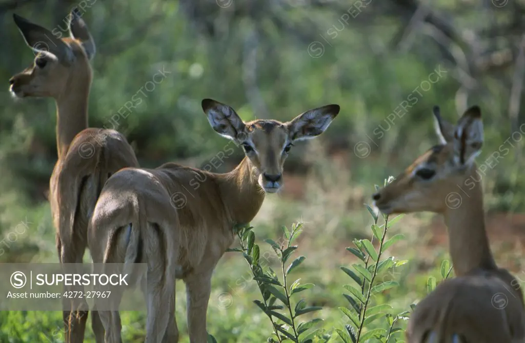 Young impala fawns