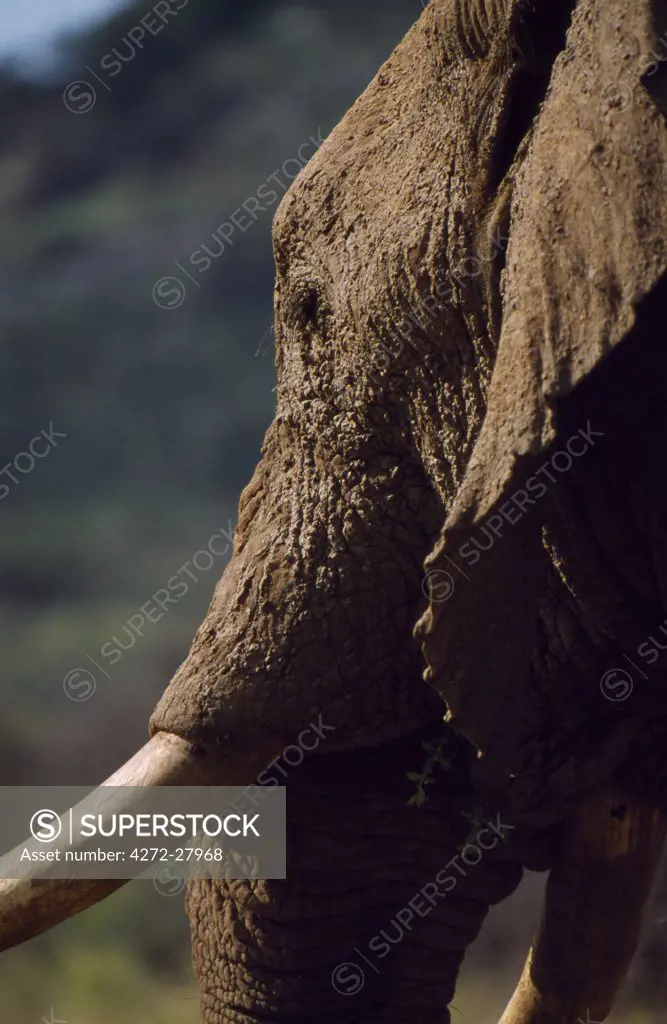 Elephant covered in mud