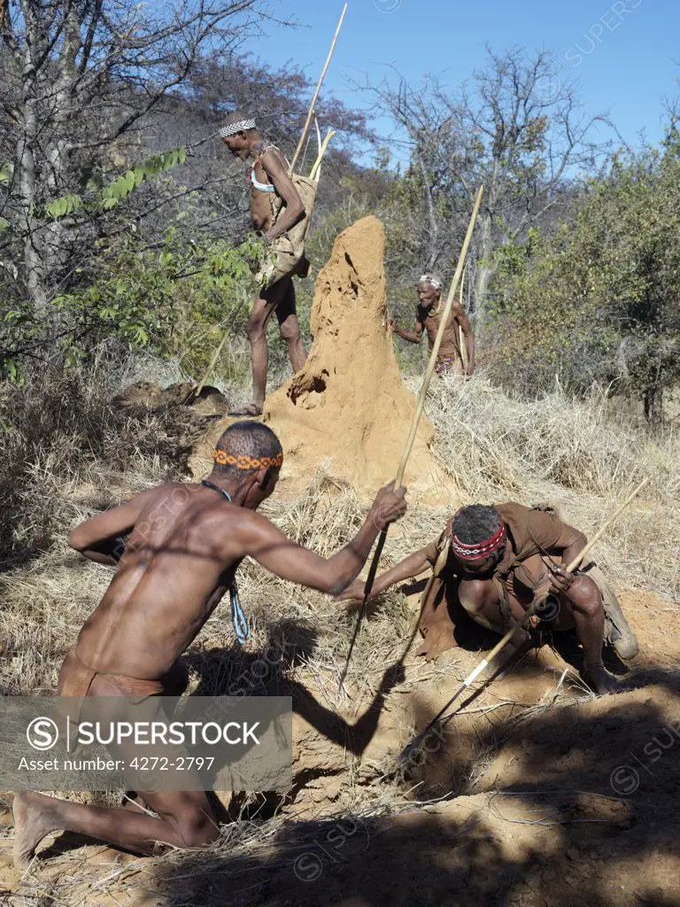 NS hunter gatherers prepare to kill a porcupine in its burrow below a termite mound. The NS live in the harsh environment of a vast expanse of flat sand and bush scrub country straddling the Namibia Botswana border.