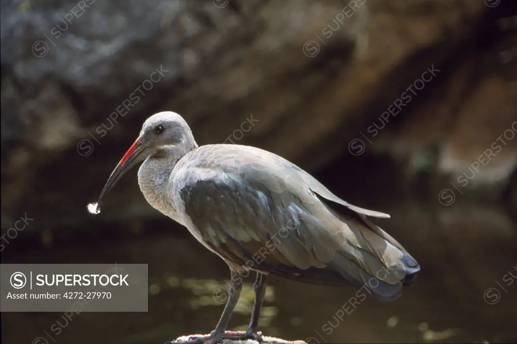 Adult Hadeda ibis at Waterhole