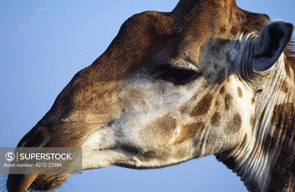 Detail of giraffe face