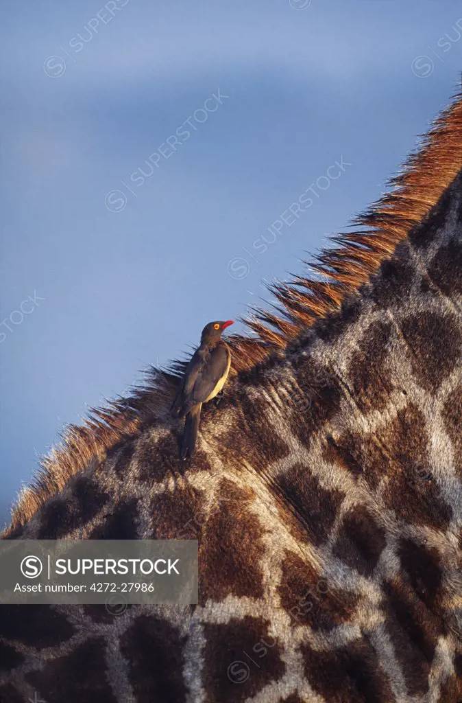 Parastic bird (Red-billed Oxpecker) on back of giraffe