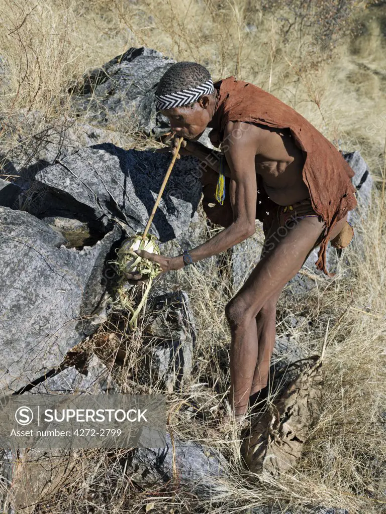 A NS hunter gatherer fills his blown ostrich egg with rainwater using a hollow reed. The NS live in the harsh environment of a vast expanse of flat sand and bush scrub country straddling the Namibia Botswana border.
