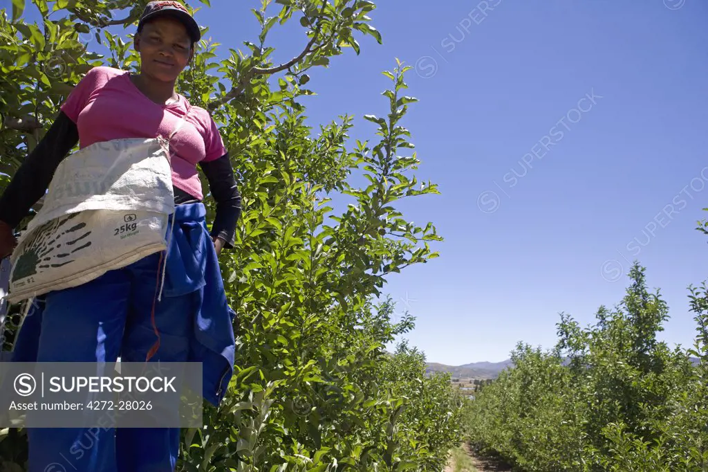South Africa, Western Cape, Cederberg Conservancy.  Orange grove pickers take a rest from their work to pose for the camera.
