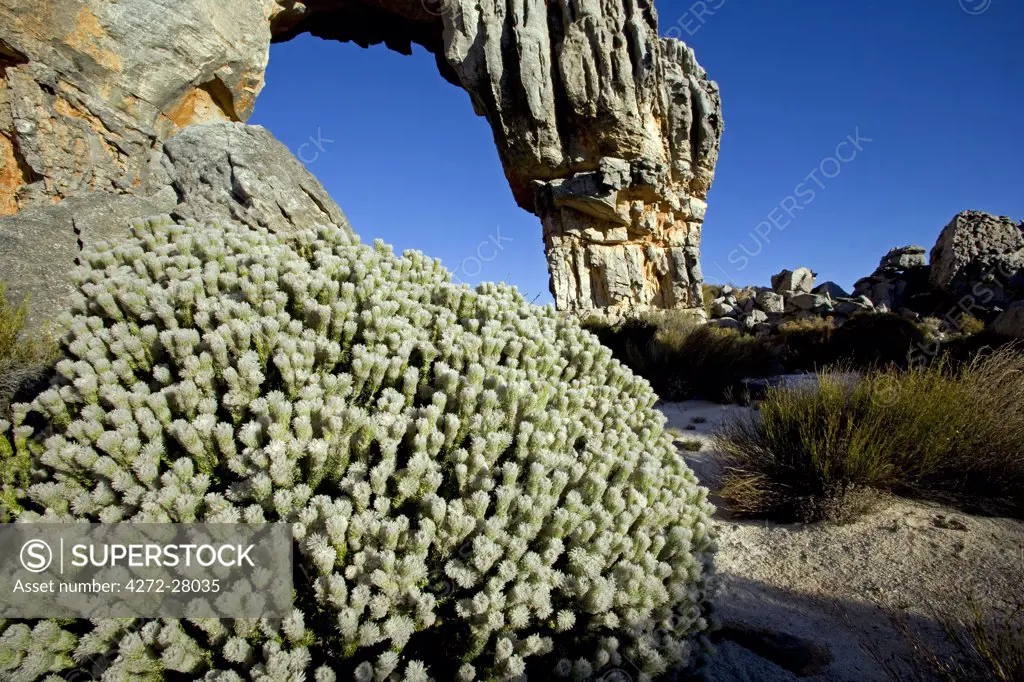 South Africa, Western Cape, Cederberg Conservancy.  Wolfberg Arch, a natural rock arch which forms a highlight on the hiking trails that criss cross the area.
