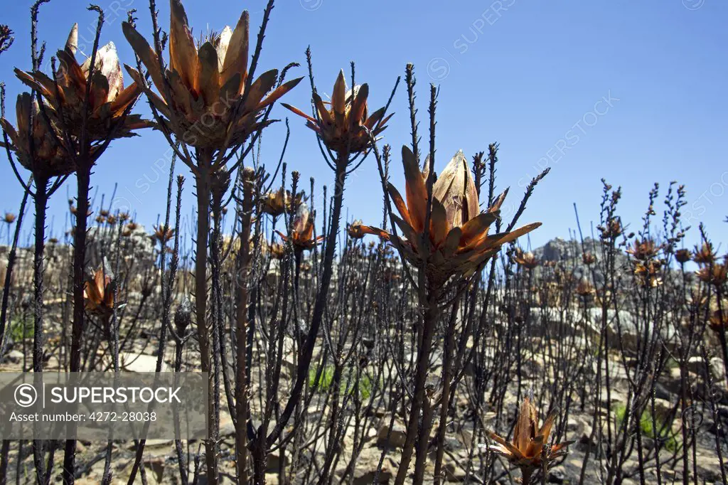 South Africa, Western Cape, Cederberg Conservancy. Seasonal bush fires remove dead debris and allow the seeding of a number of indigenous plants.