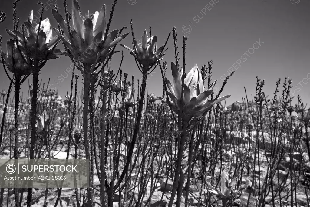 South Africa, Western Cape, Cederberg Conservancy. Seasonal bush fires remove dead debris and allow the seeding of a number of indigenous plants.