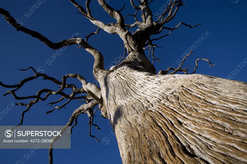 South Africa; North West Province; Madikwe Game Reserve. Stained red where elephants have been rubbing themselves against its dead trunk, a  Lebombo ironwood tree rears against a deep blue sky.