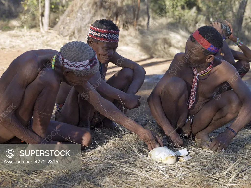 A group of NS hunter gatherers enjoy eating an ostrich egg, which has been baked in the embers of a fire. The NS live in the harsh environment of a vast expanse of flat sand and bush scrub country straddling the Namibia Botswana border.