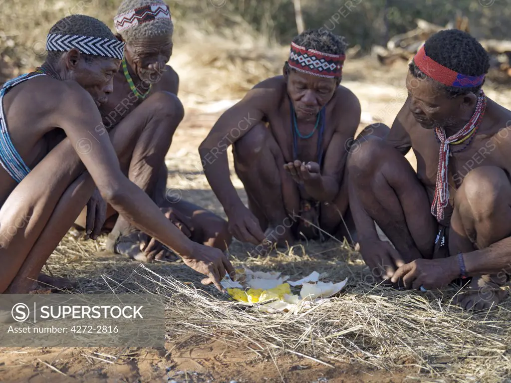A group of NS hunter gatherers enjoy eating an ostrich egg, which has been baked in the embers of a fire. The NS live in the harsh environment of a vast expanse of flat sand and bush scrub country straddling the Namibia Botswana border.