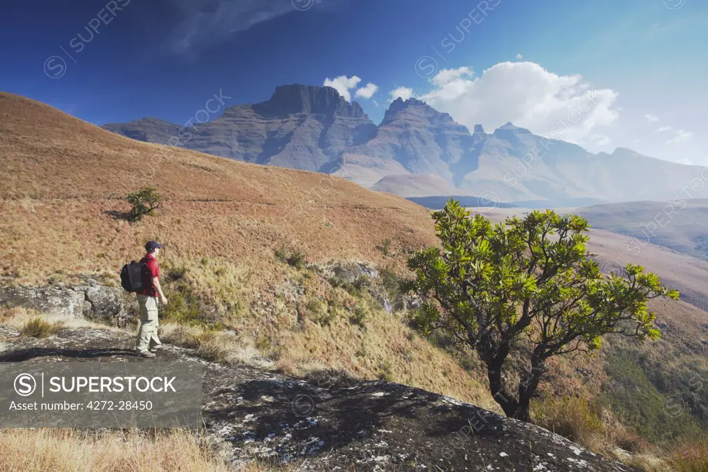 Man hiking in Monk's Cowl Nature Reserve with Champagne Castle in background, Ukhahlamba-Drakensberg Park, KwaZulu-Natal, South Africa (MR)