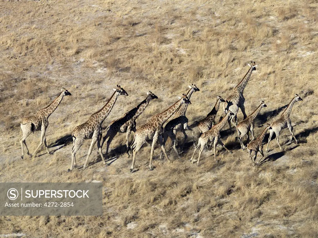 A herd of giraffes cross a dry flood plain in the Okavango Delta.