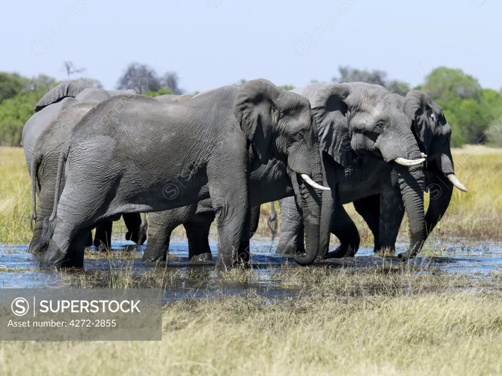 A herd of elephants waters along the Kwai River on the northeast corner of the Moremi Game Reserve.