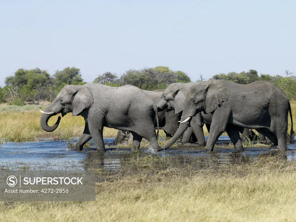 A herd of elephants waters along the Kwai River on the northeast corner of the Moremi Game Reserve.