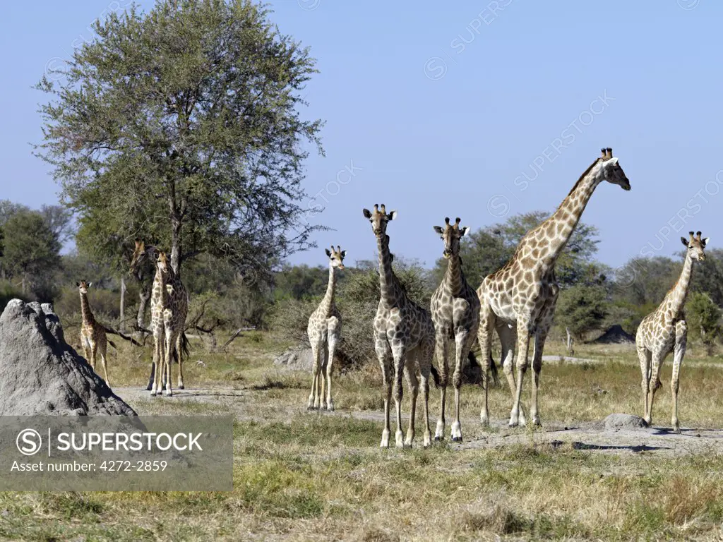 A herd of giraffes near the Kwai River on the northeast corner of the Moremi Game Reserve.