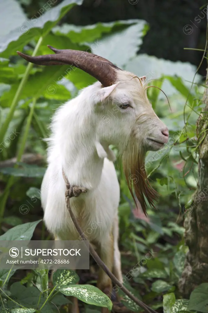 A goat in Sao Tom_ and Princip_. Sao Tom_ and Princip_ is Africa's second smallest country with a population of 193 000. It consists of two mountainous islands in the Gulf of New Guinea, straddling the equator, west of Gabon.