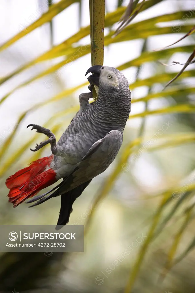 This parrot is known as the 'Papa Gaio do Princip_'. It is an African Grey. Sao Tom_ and Princip_ is Africa's second smallest country with a population of 193 000. It consists of two mountainous islands in the Gulf of New Guinea, straddling the equator, west of Gabon. Princip_ is the smaller of the two islands with a population of around 5000.