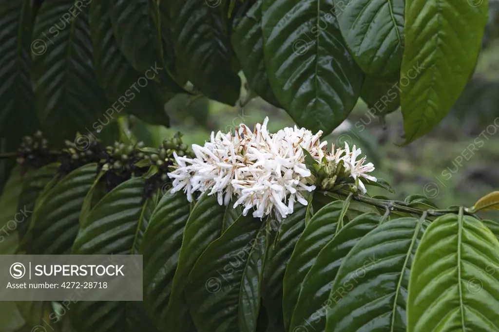A coffee bush in flower displays its distinct white flower. The photograph was taken on the plantation Roca Nova Moka in Sao Tome and Principe. The plantation is 12 hectares in size, but was once part of the much larger plantation Monte Cafe.