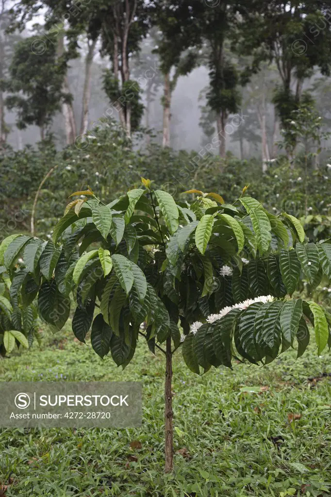 A coffe bush is in the foreground of the photograph on the plantation Roca Nova Moka in Sao Tome and Principe. Behind are trees called Eritreina which give shade to the coffee bushes. The plantation is 12 hectares in size, but was once part of the much larger plantation Monte Cafe.