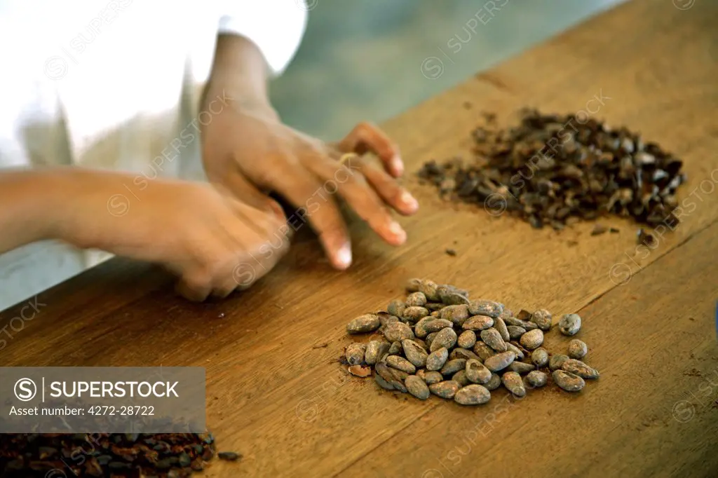 A woman peels the skins away from cocoa beans. Cocoa is one of Sao Tom_ and Princip_s biggest exports. They now sell Sao Tom_ chocolate in Marks and Spencers. Sao Tom_ and Princip_ is Africa's second smallest country with a population of 193 000. It consists of two mountainous islands in the Gulf of New Guinea, straddling the equator, west of Gabon.