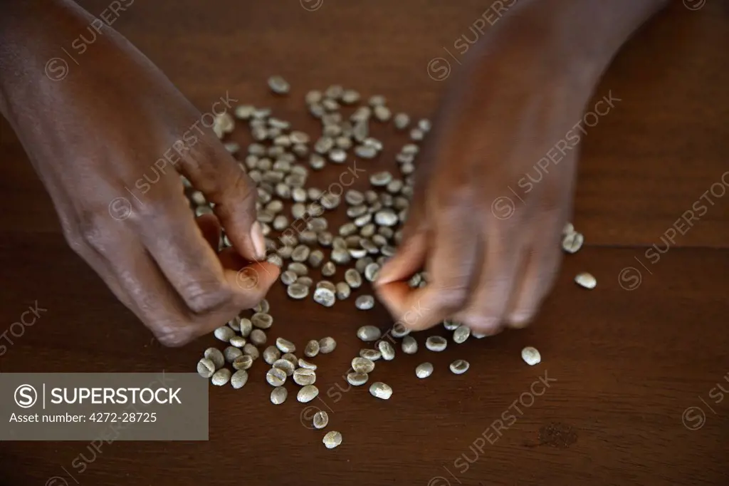expert hands sort through coffee beans on the plantation Roca Nova Moka in Sao Tome and Principe. The plantation is 12 hectares in size, but was once part of the much larger plantation Monte Cafe. It lies in the North West of Sao Tome and Principe.