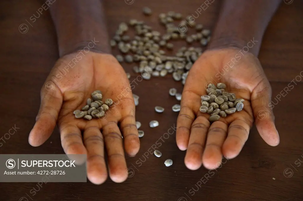 A worker from the plantation Roca Nova Moka in Sao Tome and  shows us some coffee beans. The plantation is 12 hectares in size, but was once part of the much larger plantation Monte Cafe. It lies in the North West of Sao Tome and Principe.