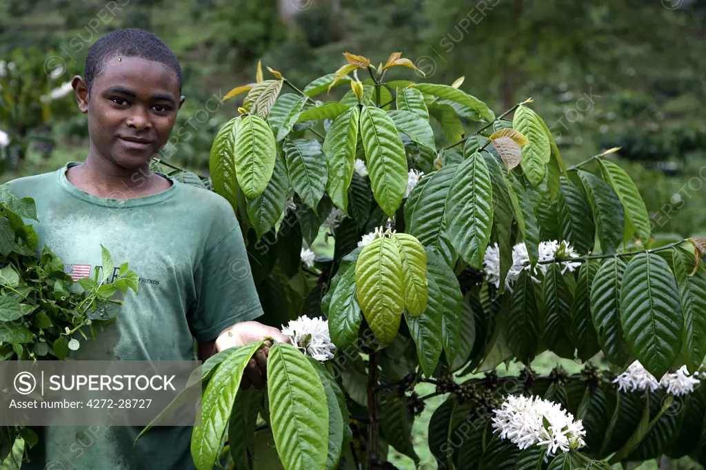 A young Sao Tomense boy shows us a coffee bush in flower on the plantation Roca Nova Moka in Sao Tome and Principe. The plantation is 12 hectares in size, but was once part of the much larger plantation Monte Cafe. It lies in the North West of Sao Tome and Principe.