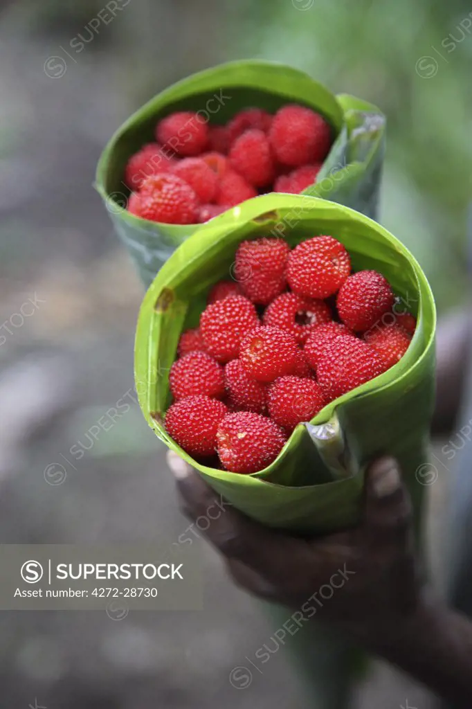 Wild raspberries held in the leaf of a Porcelaine Rose. Sao Tom_ and Princip_ is Africa's second smallest country with a population of 193 000. It consists of two mountainous islands in the Gulf of New Guinea, straddling the equator, west of Gabon.