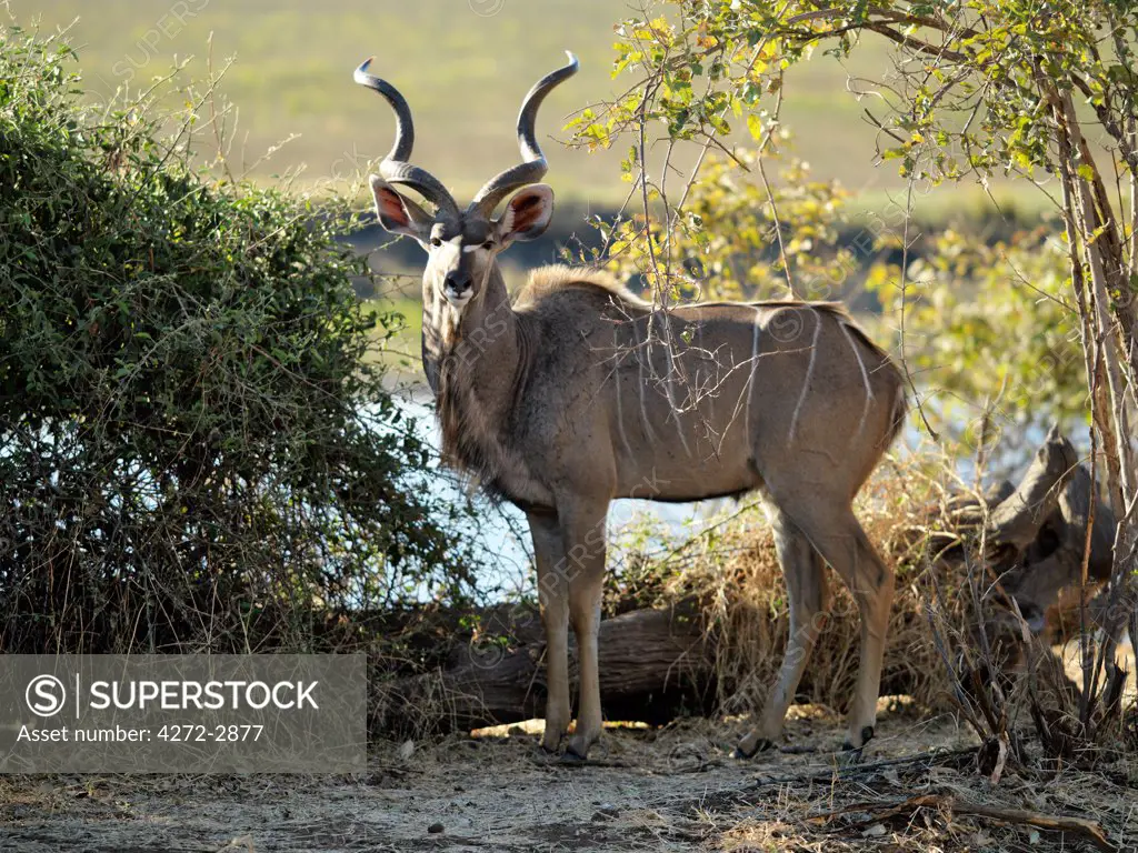 A male Greater Kudu blends into the dappled light of the riverine forest in Chobe National Park. Characterised by their magnificent double-spiralled corkscrew horns and torso stripes, these antelopes are quite common in Chobe woodlands.
