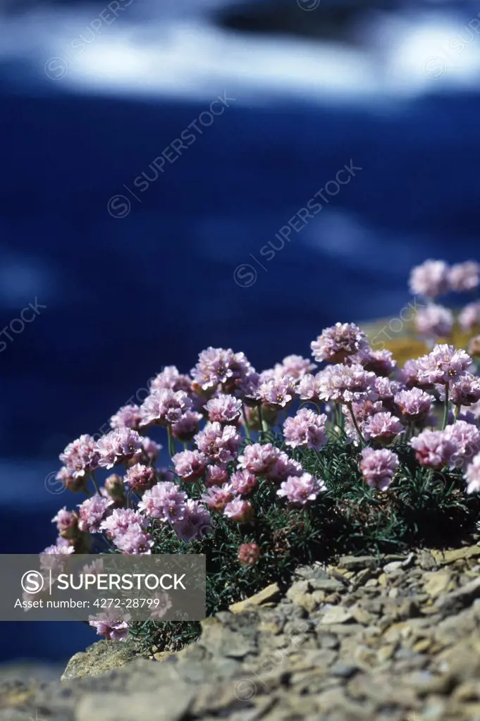 Sea pink adorning the cliffs