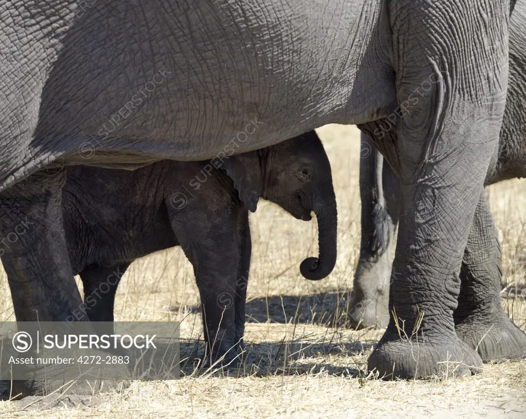 A baby elephant shades itself beneath its mother in dry country near the Chobe River.