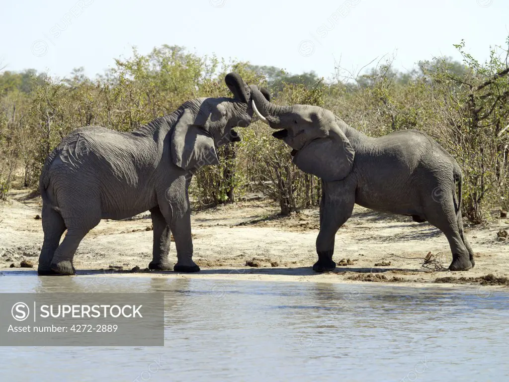 Two bull elephants sparring at a waterhole.
