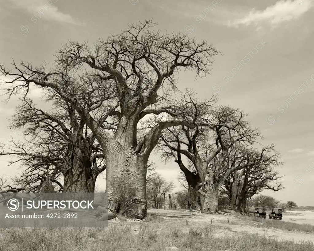 Botswana.  Baines' baobabs, an isolated copse of ancient baobabs in the Kalahari Desert.