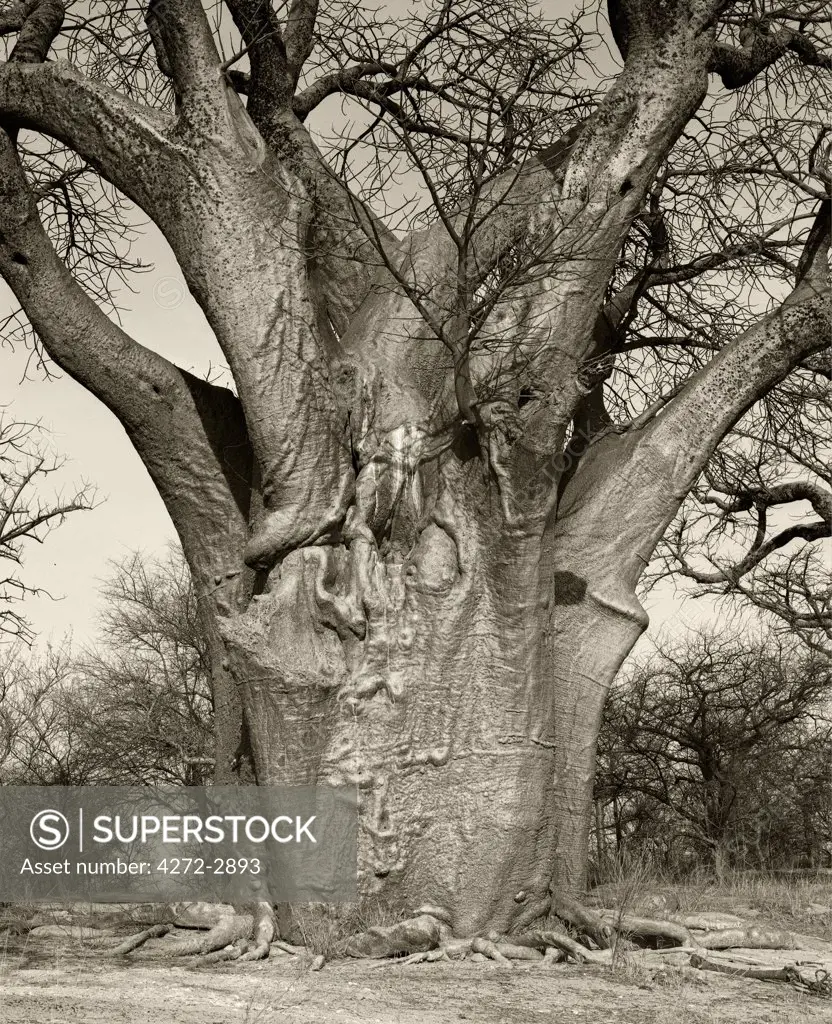 Botswana.  Baines' baobabs, an isolated copse of ancient baobabs in the Kalahari Desert.