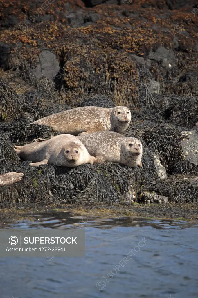 Scotland, Isle of Mull. Common or Harbour seals hauled out on rocky islands near Tobermory.