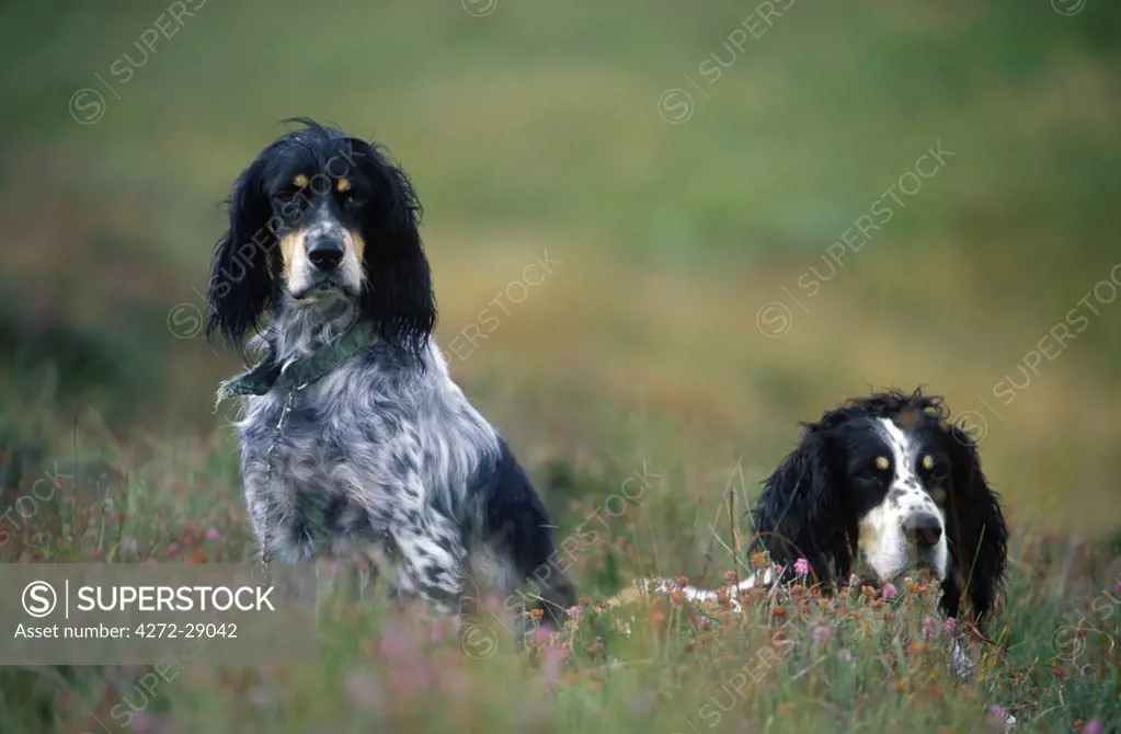 English setters on the moor