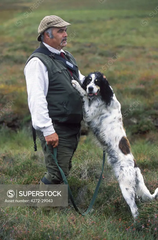Ghillie Jonnie Williamson and his English setter during a break in walked up grouse shooting