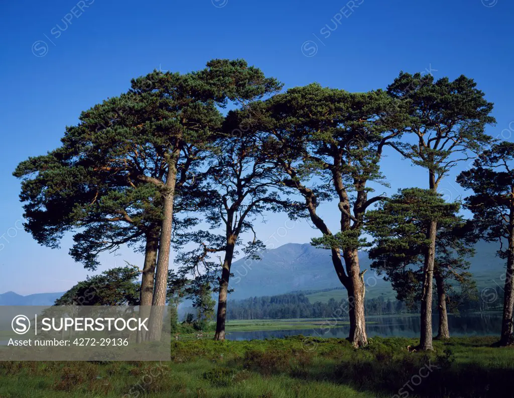 Scots Pine at Loch Tulla.