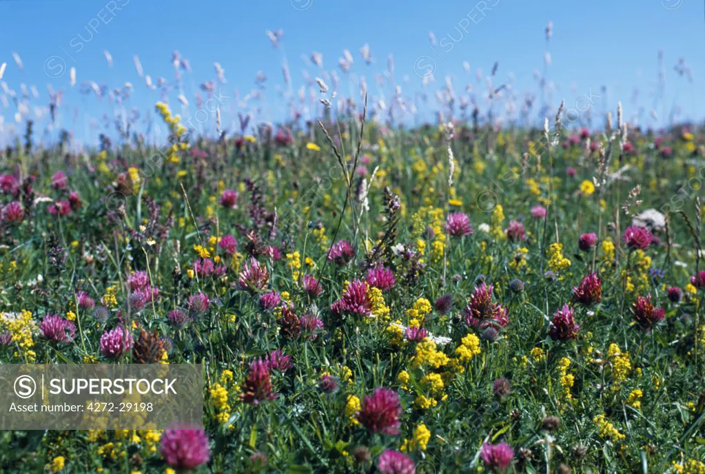 Wild flowers cover much of the machair on the island of Coll